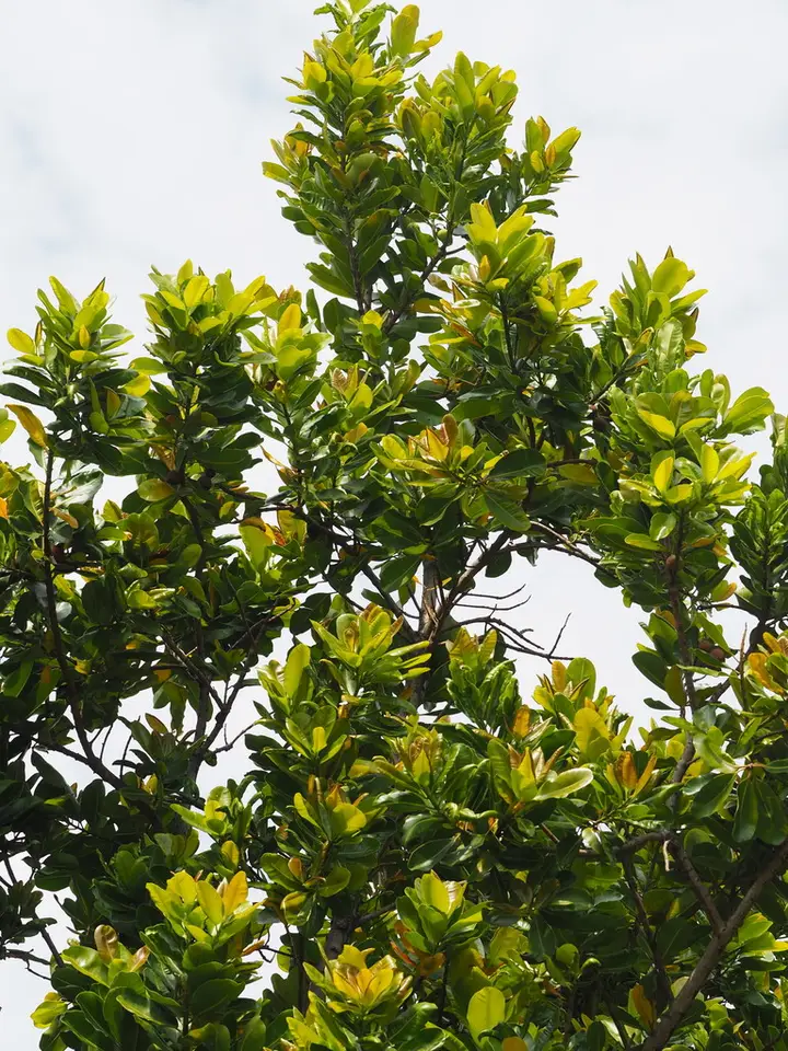 Alexandrian Laurel (Calophyllum inophyllum)