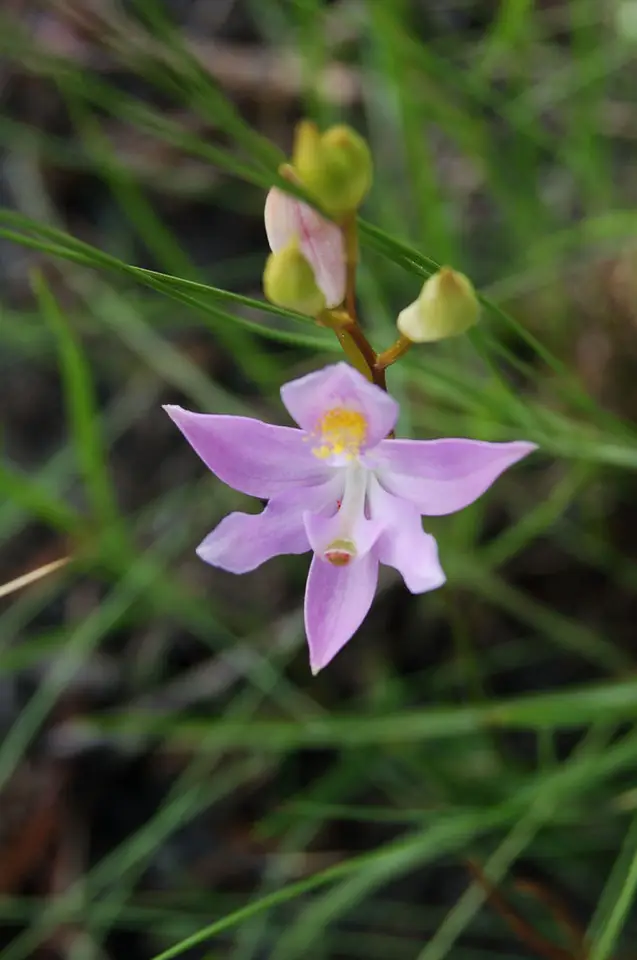 Bearded Grasspink (Calopogon barbatus)