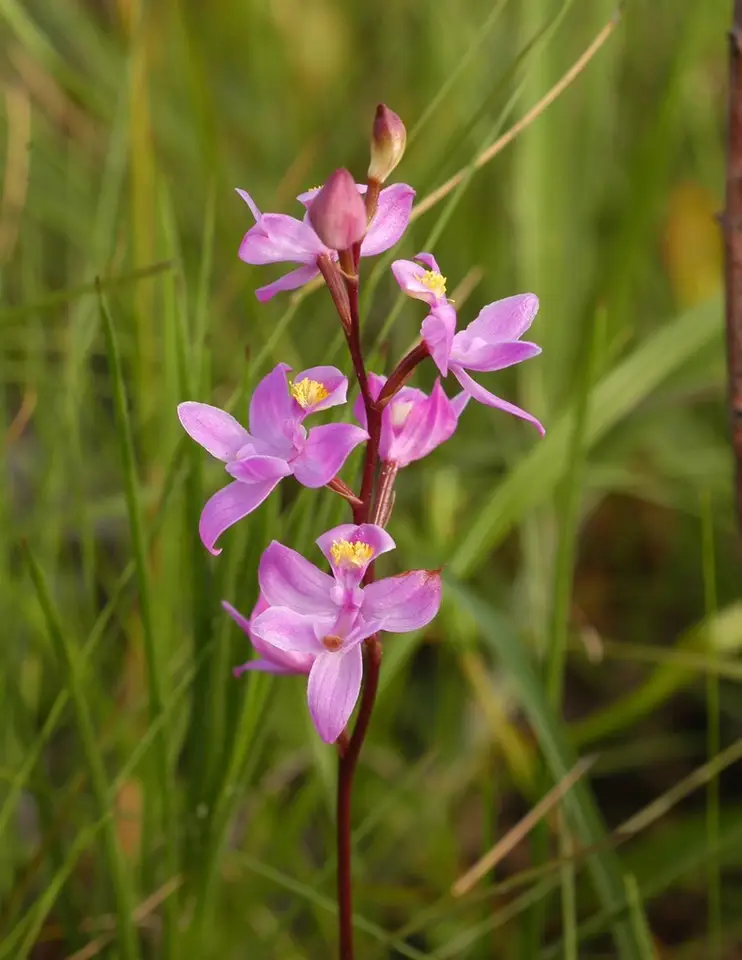 Many-Flowered Grasspink (Calopogon multiflorus)