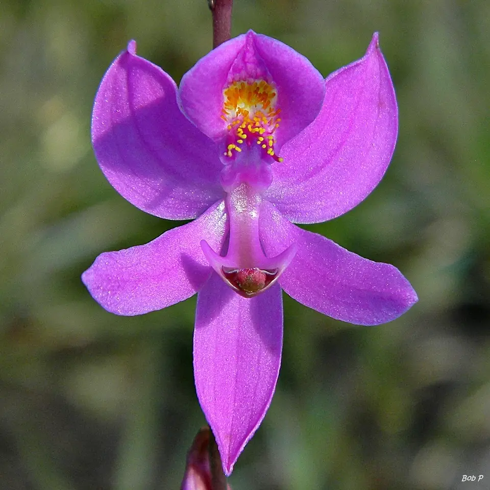 Pale Grasspink (Calopogon pallidus)