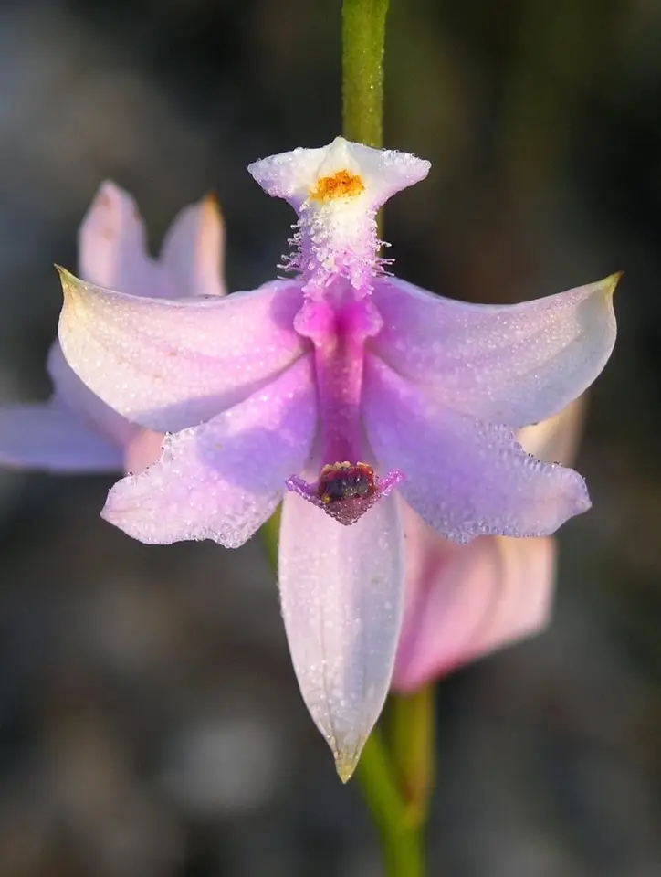 Tuberous Grasspink (Calopogon tuberosus)