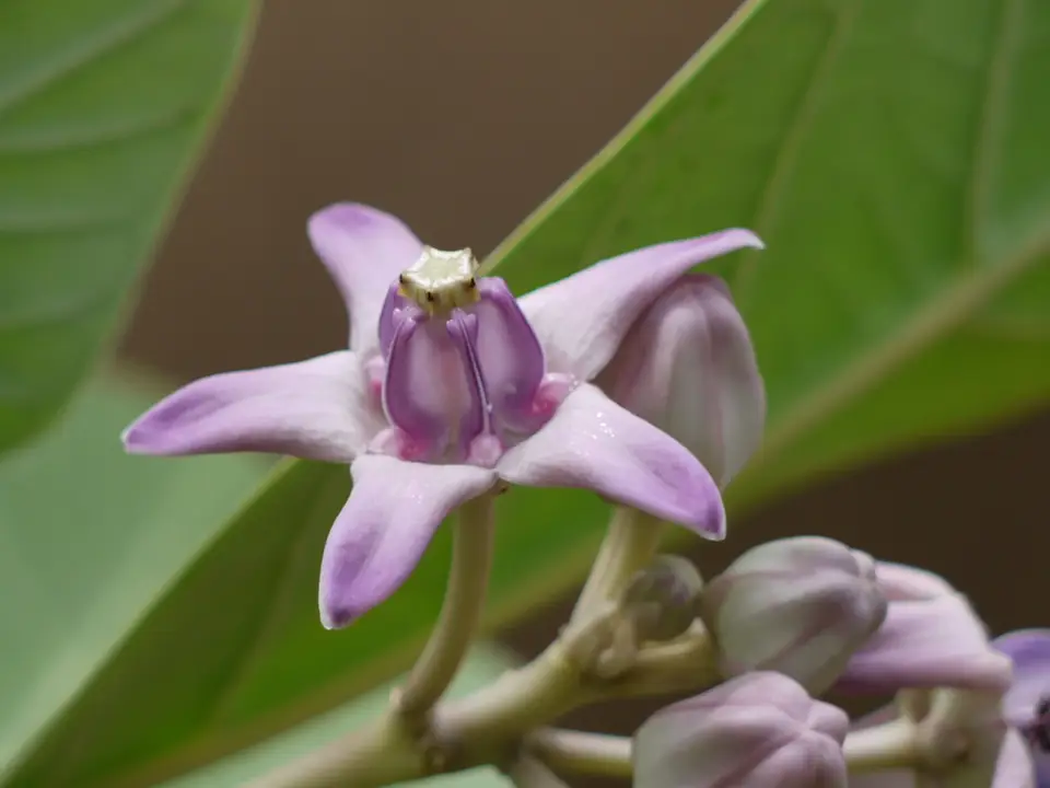 Crown Flower (Calotropis gigantea)