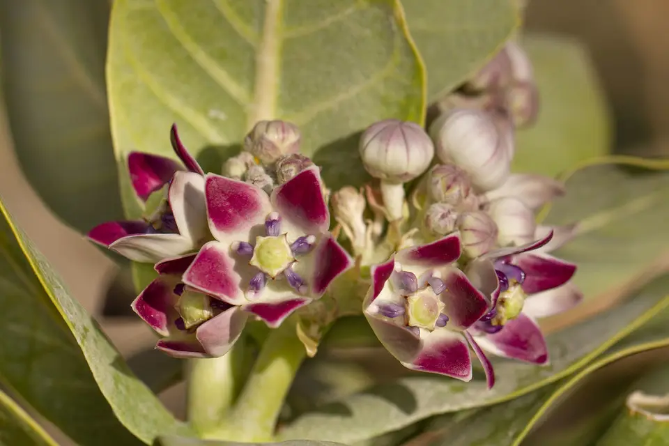 Giant Milkweed (Calotropis procera)