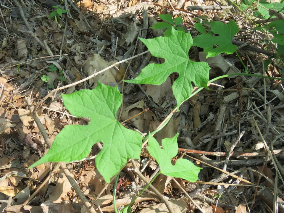 Cup-Seed (Calycocarpum lyonii)