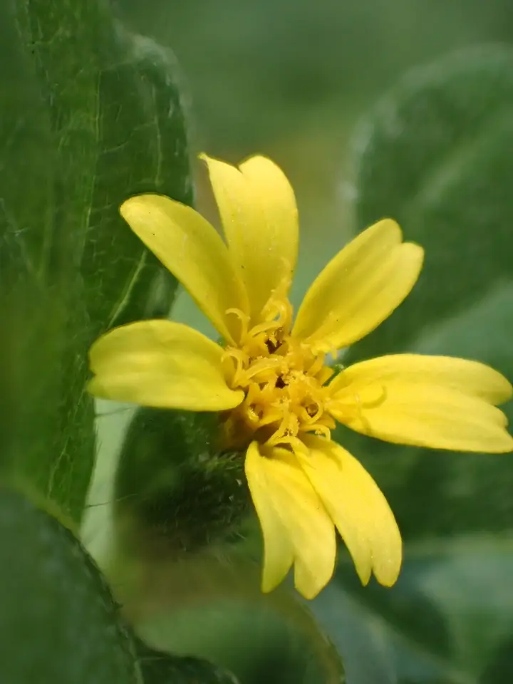 Straggler Daisy (Calyptocarpus vialis)
