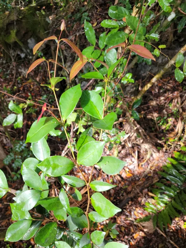 Myrtle-Of-The-River (Calyptranthes zuzygium)