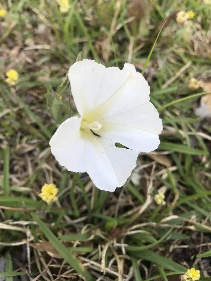 Catesby's False Bindweed (Calystegia catesbeiana)