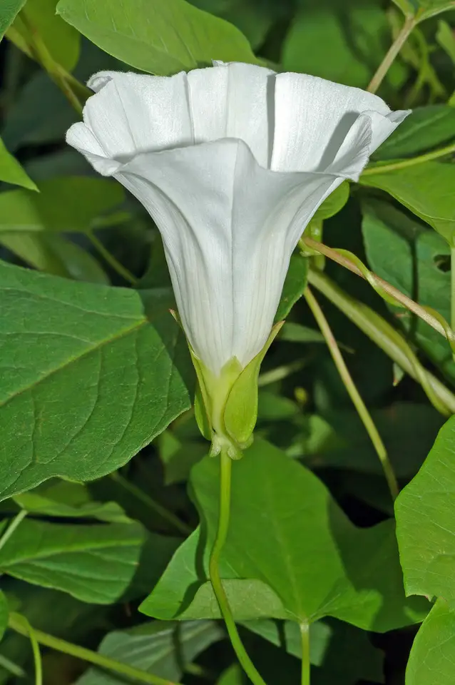 Hedge Bindweed (Calystegia sepium)
