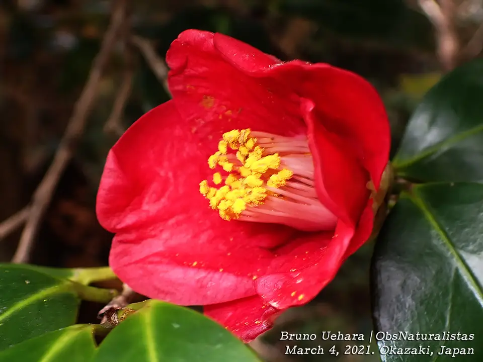 Japanese Camellia (Camellia japonica)