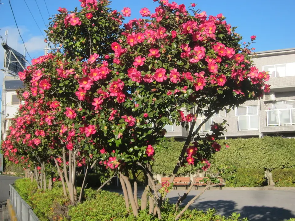 Sasanqua Camellia (Camellia sasanqua)