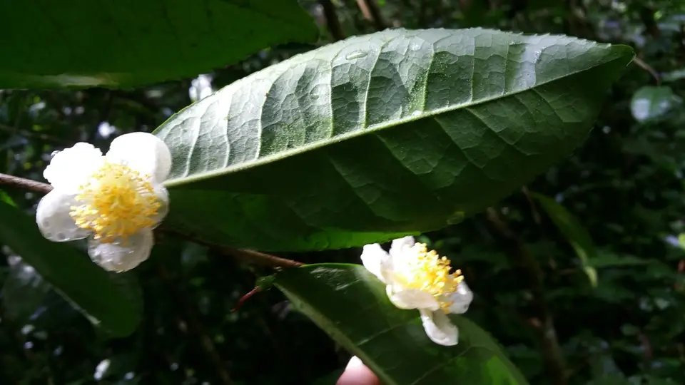 Tea (Camellia sinensis)