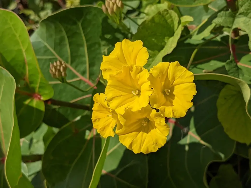 Yellow Merremia (Camonea umbellata)