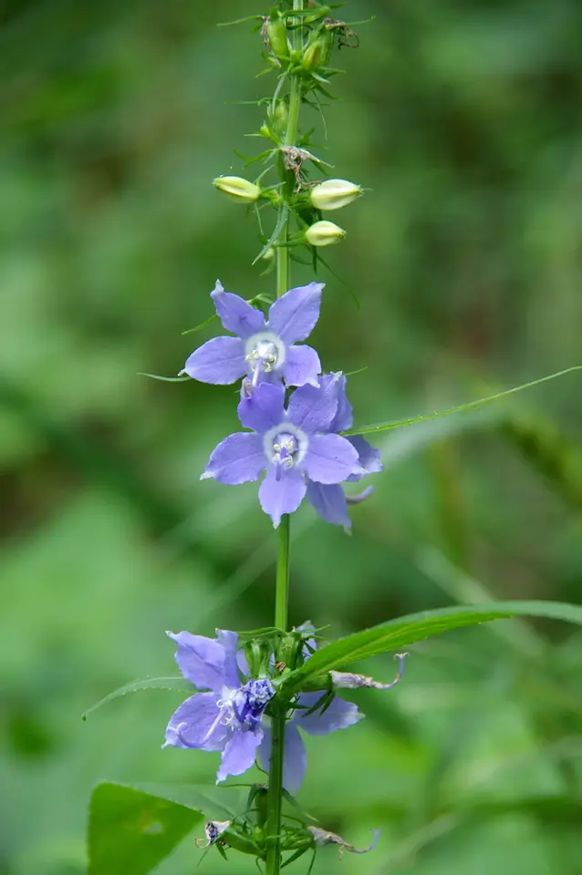 Tall Bellflower (Campanulastrum americanum)