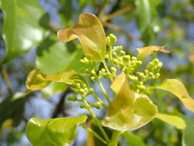 Camphor (Camphora officinarum)