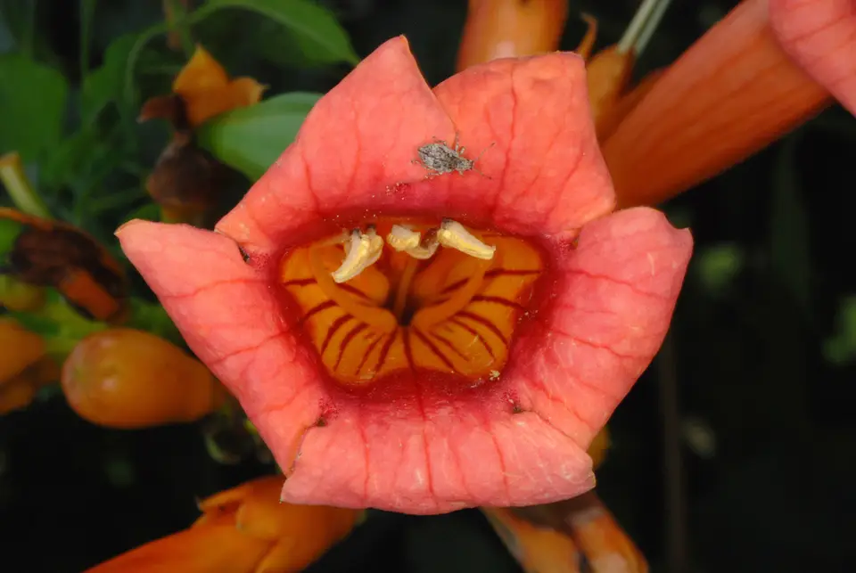 American Trumpet Vine (Campsis radicans)