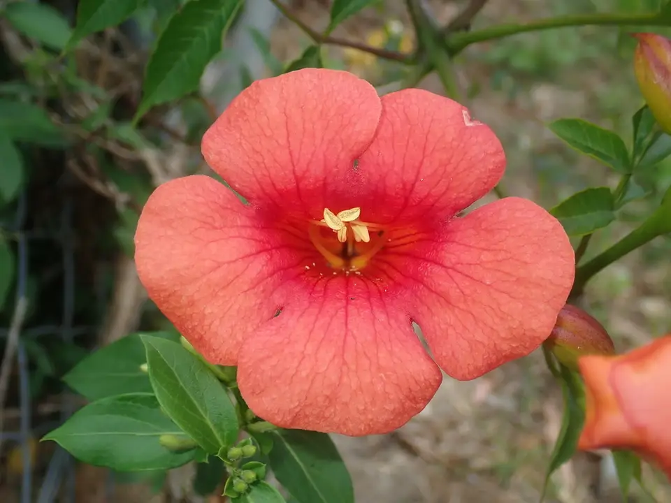 Hybrid Trumpet Vine (Campsis × tagliabueana)
