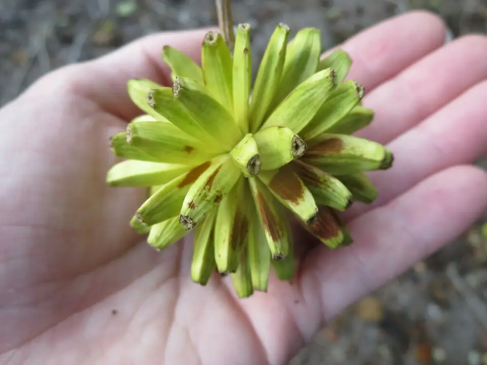 Happy Tree (Camptotheca acuminata)