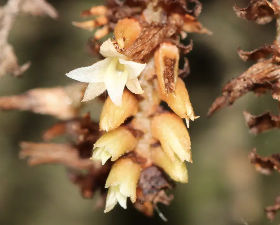 Leafless Bentspur Orchid (Campylocentrum pachyrrhizum)