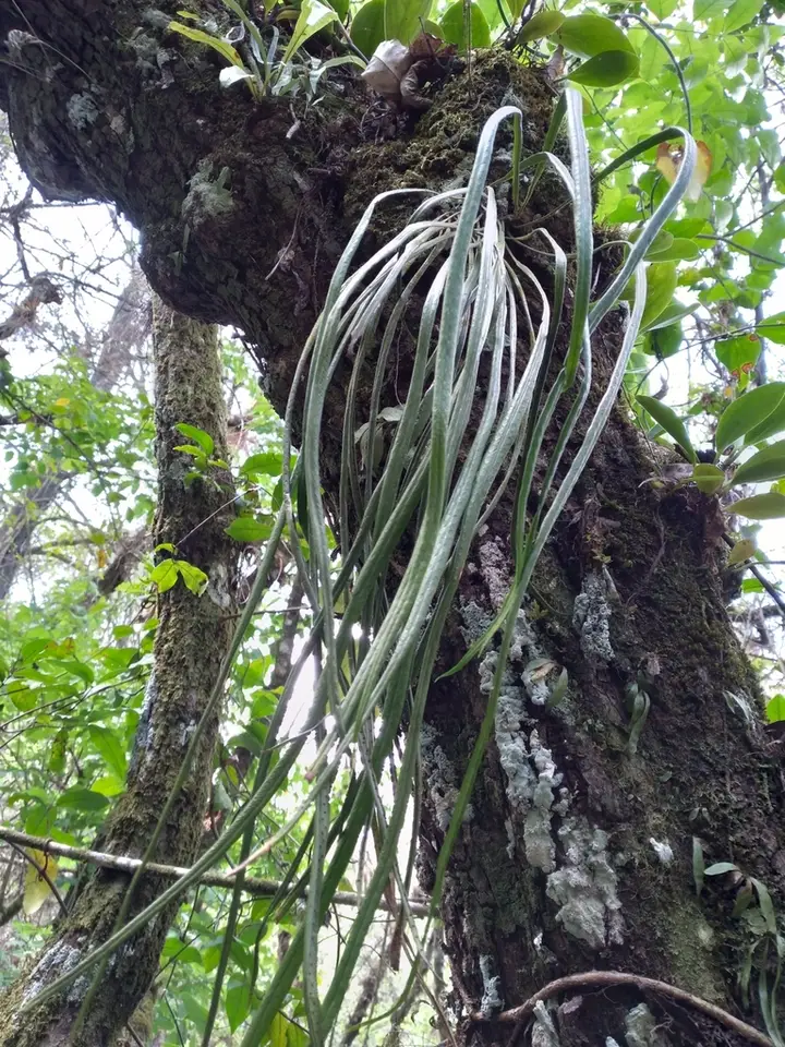 Narrow Strapfern (Campyloneurum angustifolium)