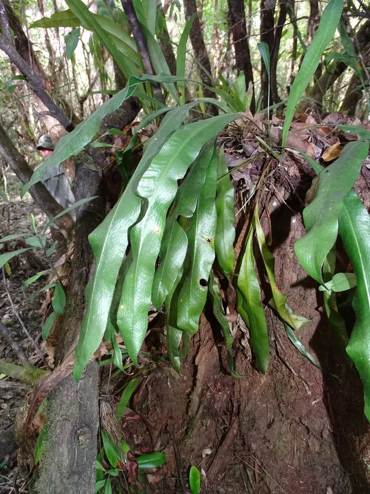 Tailed Strapfern (Campyloneurum costatum)