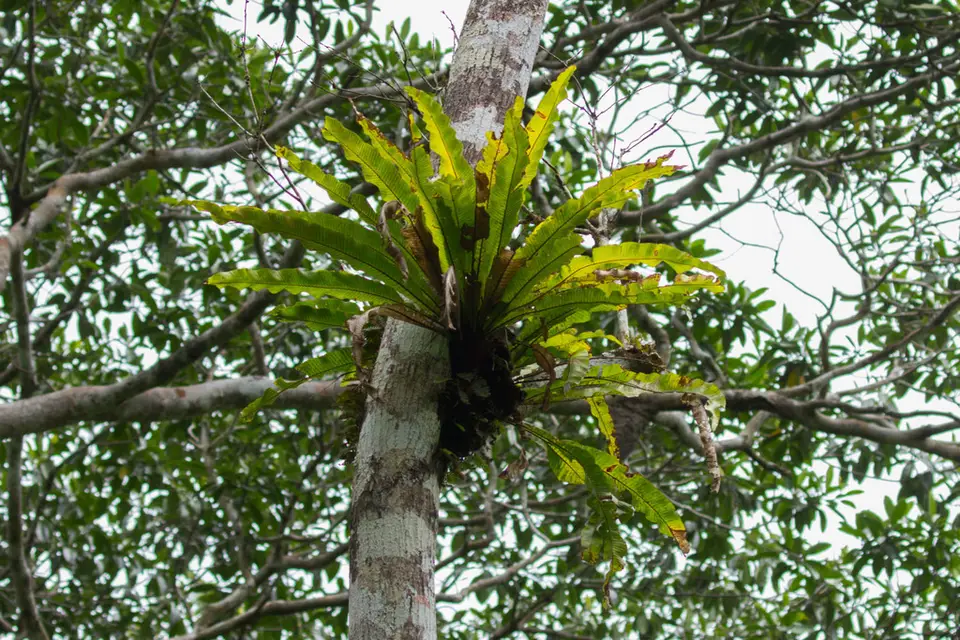 Long Strapfern (Campyloneurum phyllitidis)