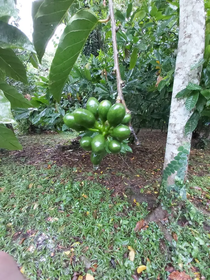 Ylang Ylang (Cananga odorata)