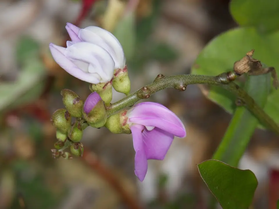 Brazilian Jackbean (Canavalia brasiliensis)