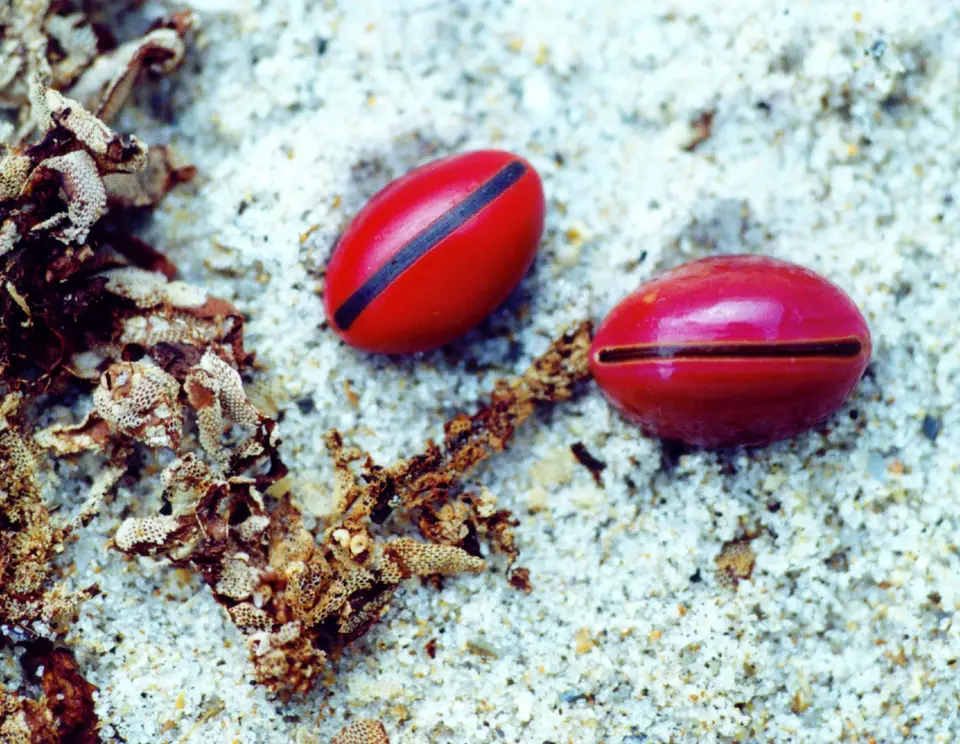 Canavalia nitida (Canavalia nitida)