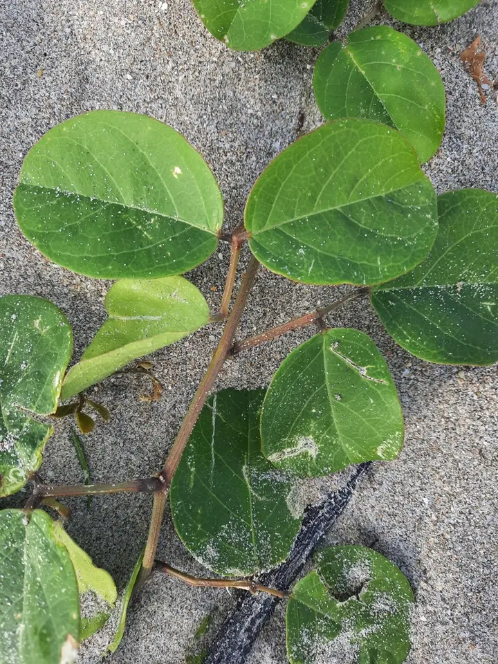 Beach Bean (Canavalia rosea)