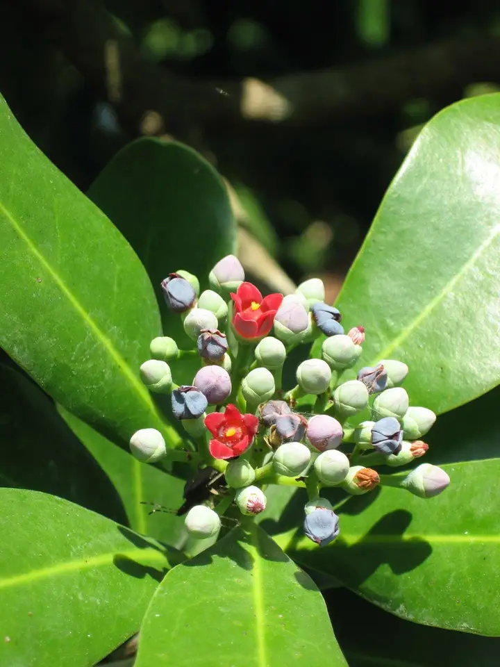 Pepper Cinnamon (Canella winterana)