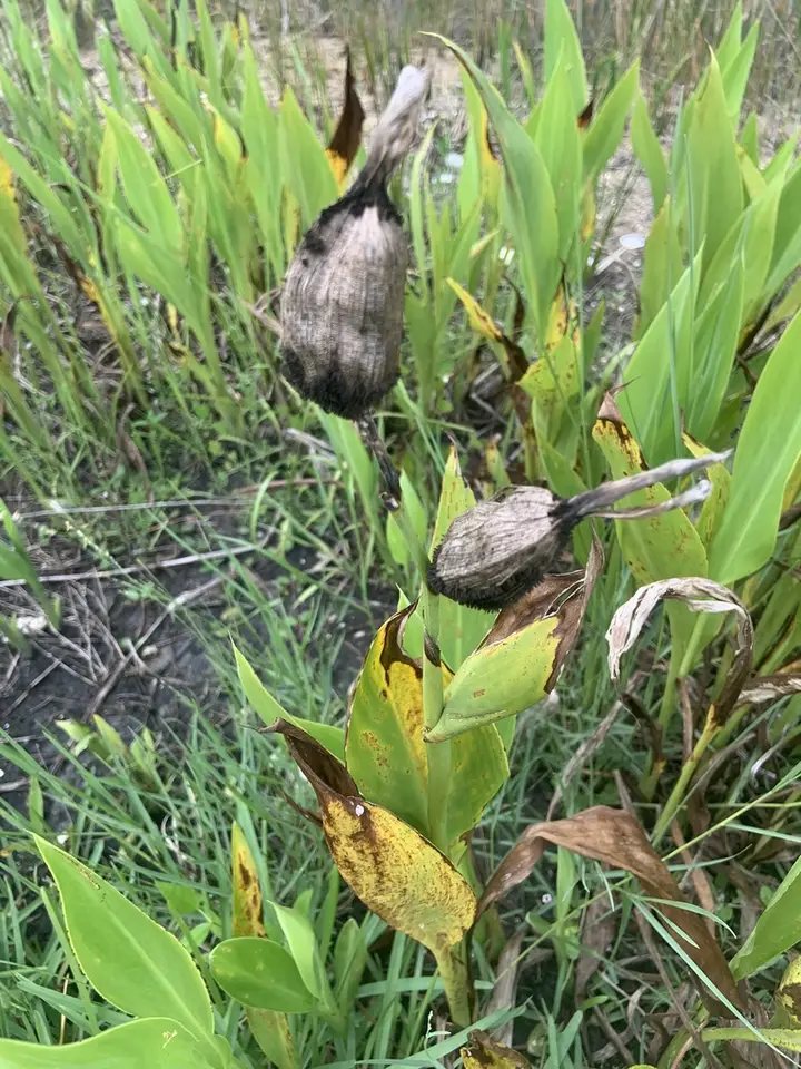 Golden Canna (Canna flaccida)