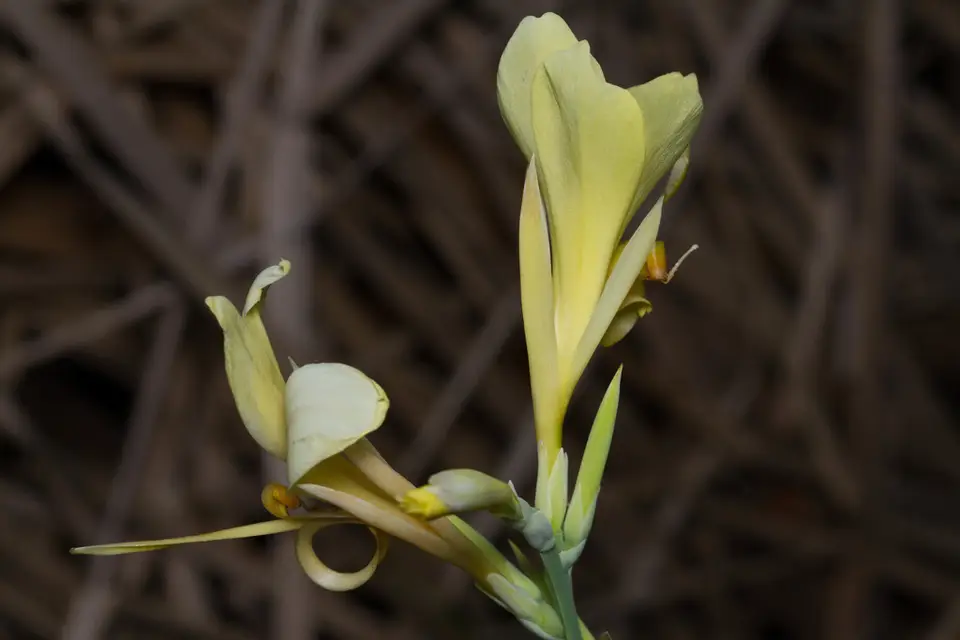 Water Canna (Canna glauca)