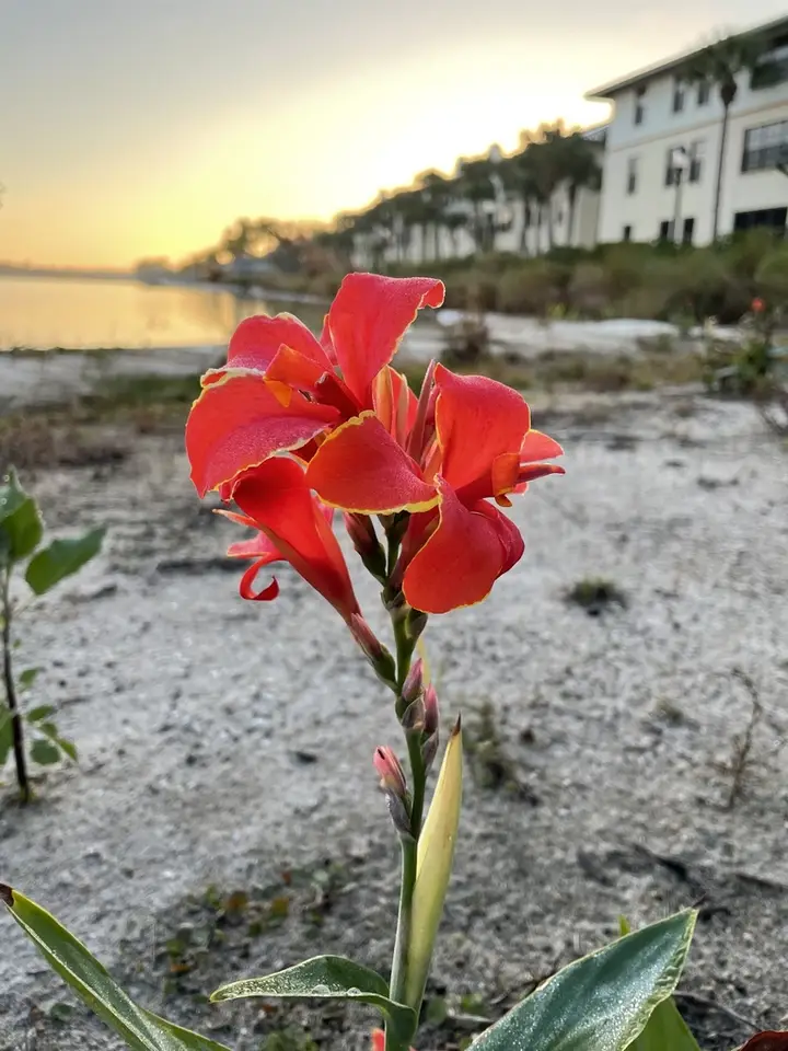 Garden Canna (Canna × hybrida)