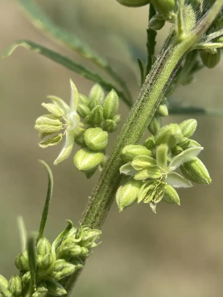 Cannabis (Cannabis sativa)