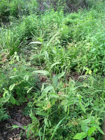 Sacatrapo (Caperonia palustris)