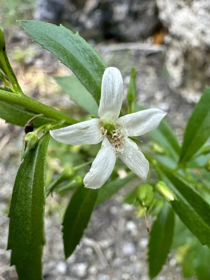 Goatweed (Capraria biflora)
