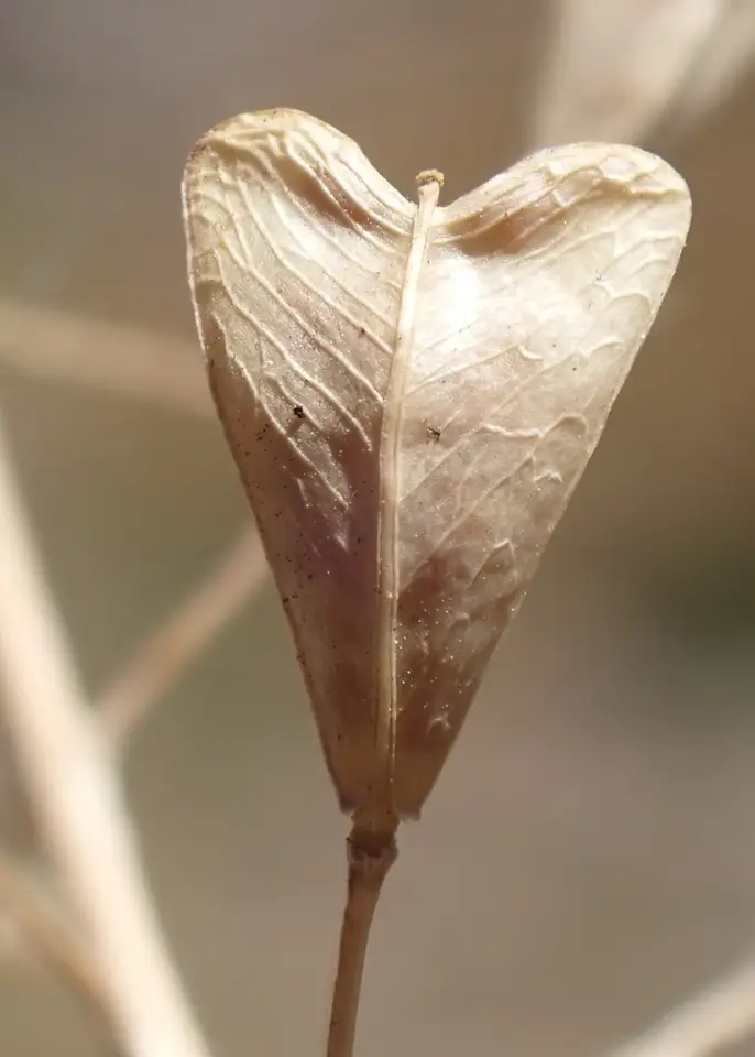 Shepherd's-Purse (Capsella bursa-pastoris)