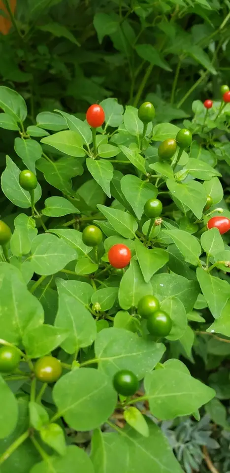 Chili Pepper (Capsicum annuum)