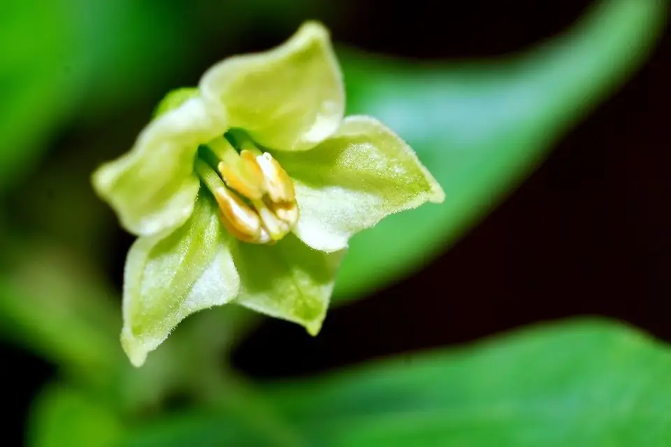 Tabasco Pepper (Capsicum frutescens)