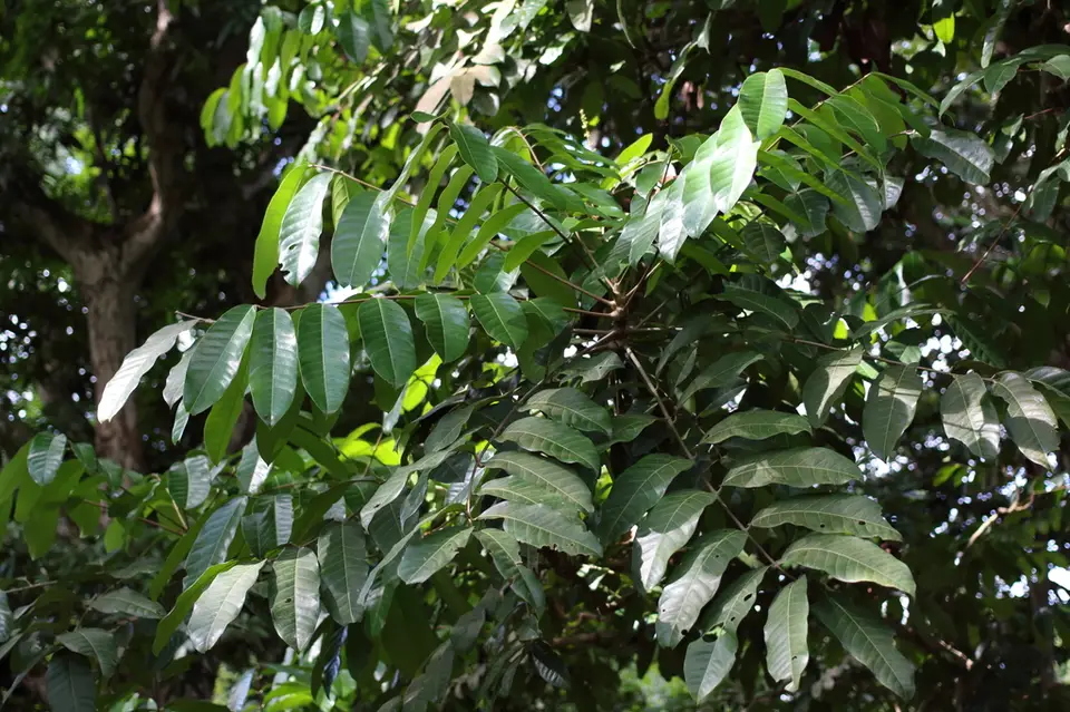 Carapa guianensis (Carapa guianensis)