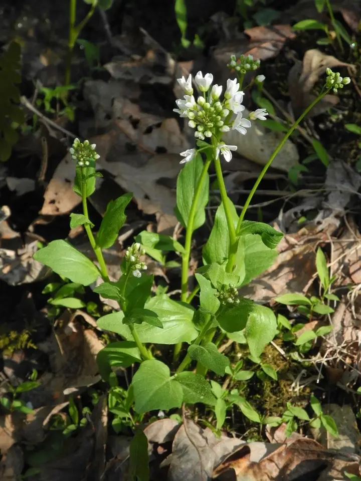 Bulbous Cress (Cardamine bulbosa)