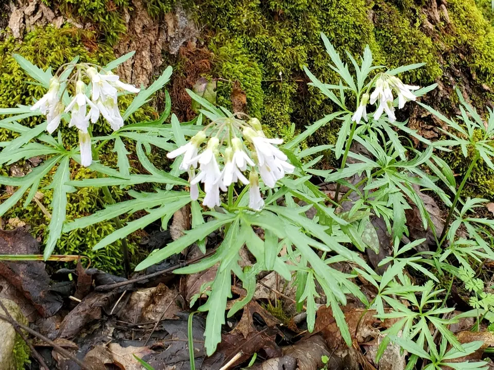 Cut-Leaved Toothwort (Cardamine concatenata)