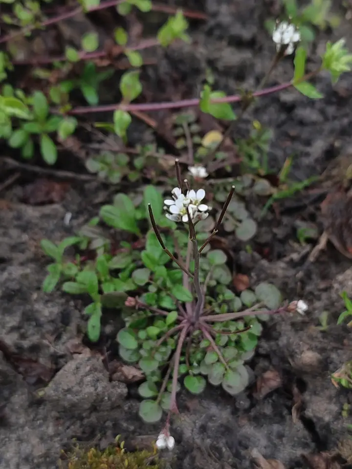 Hairy Bittercress (Cardamine hirsuta)