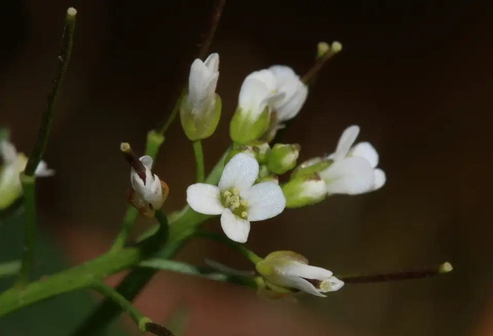 Nursery Bittercress (Cardamine occulta)