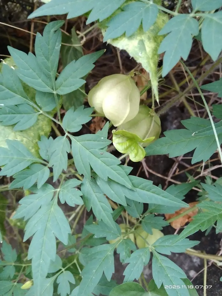 Lesser Balloon Vine (Cardiospermum halicacabum)