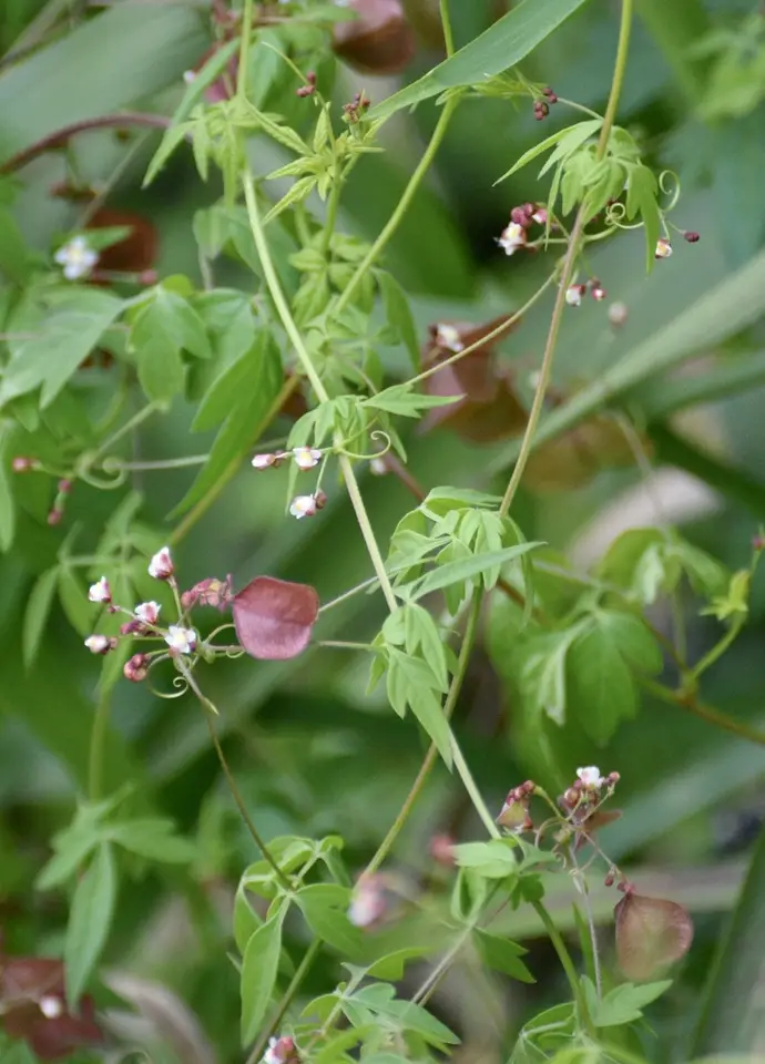 Heartseed (Cardiospermum microcarpum)
