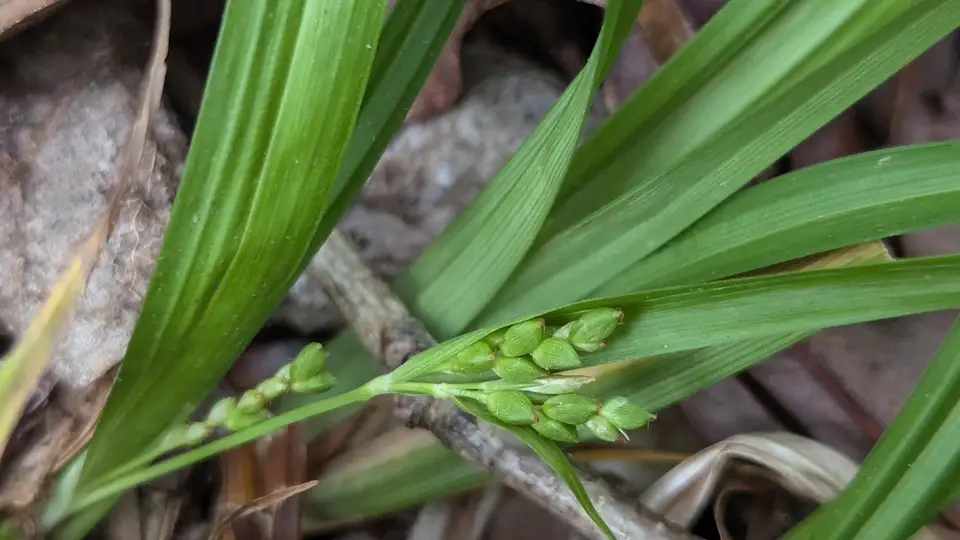 Thicket Sedge (Carex abscondita)
