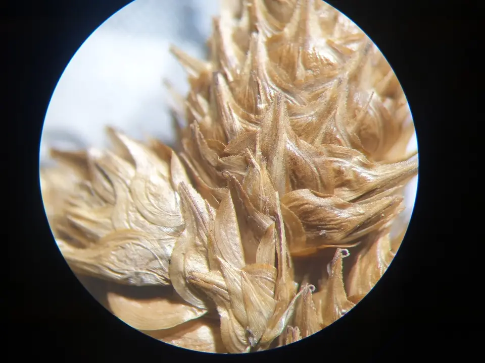 Broadwing Sedge (Carex alata)