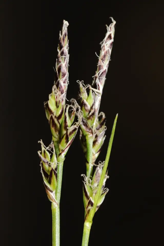 White-Tinged Sedge (Carex albicans)