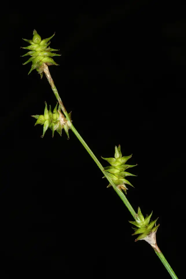 Prickly Bog Sedge (Carex atlantica)